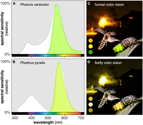 Frontiers Behavioral Responses Of Bioluminescent Fireflies To