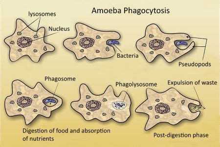 Pseudopodia Definition, Function & Pseudopods - Lesson | Study.com