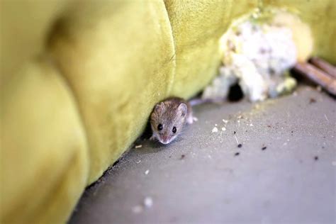 Discover 10 Natural DIY Rodent Repellents to Use Around the Home - A-Z