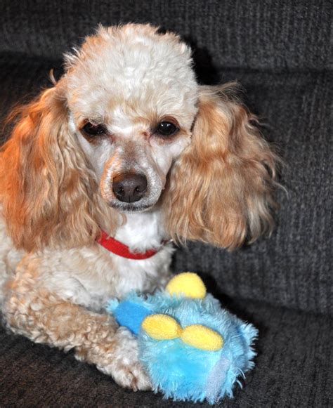 Toy Poodle Rescue Ohio | Wow Blog