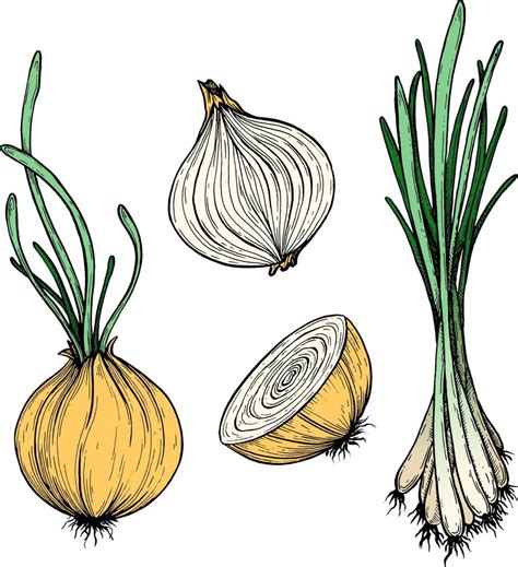 Onion Drawing