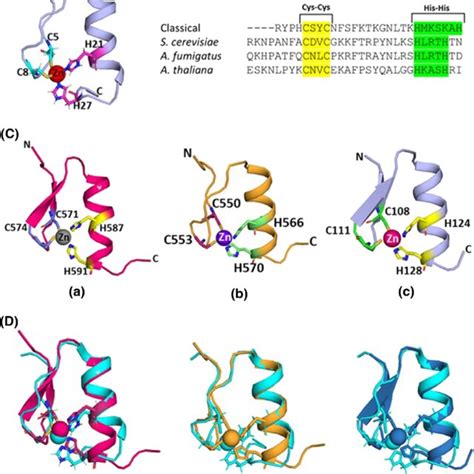 Structural analysis of the zinc finger domain present in CRZ1. (A ...