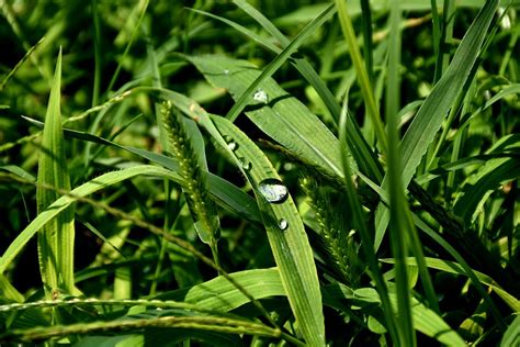 Grass Leaves Dew Free Photo On Pixabay Pixabay