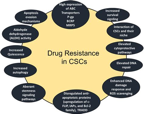 Drug And Apoptosis Resistance In Cancer Stem Cells A Puzzle With Many Pieces