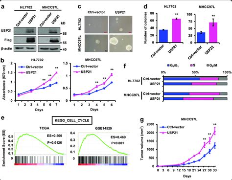 Ectopic Usp Expression Promotes Cell Proliferation And Tumor Growth