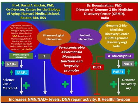 Probiotics As Biological Drugs Repurposing The Probiotic