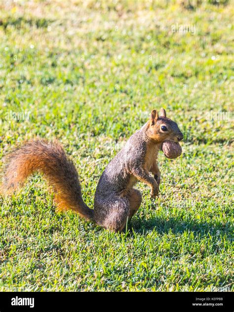 Eastern Fox Squirrel Stock Photo Alamy