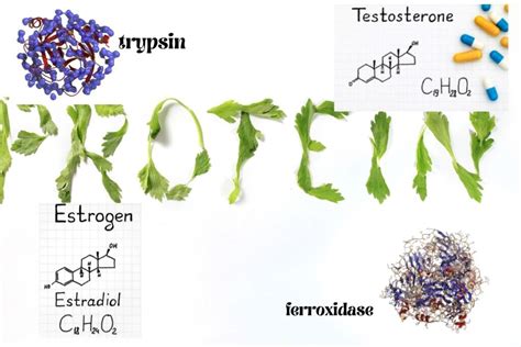 Proteins’ Function, Shape, Examples, and Characteristics