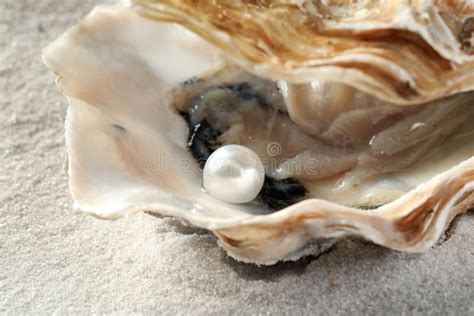 Open Oyster With Pearl Stock Image Image Of Precious 7306561