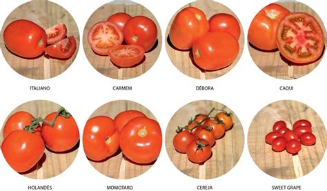 Cia Da Terra Conhe A Os Principais Tipos De Tomate Produzidos No Brasil