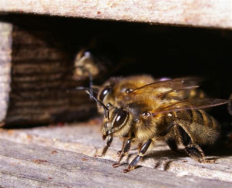 Guard Bees 1 The Classic Tense Posture Of Guard Bees At Th Flickr