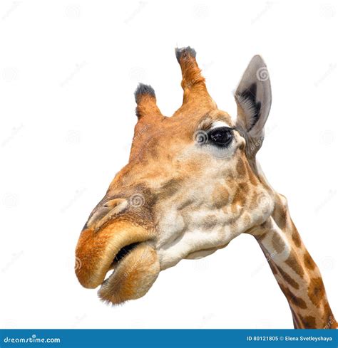 Giraffe White Background Stock Images - 3,392 Photos