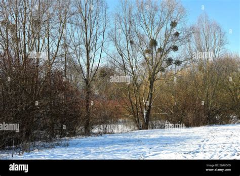 Mistletoes Hi Res Stock Photography And Images Alamy