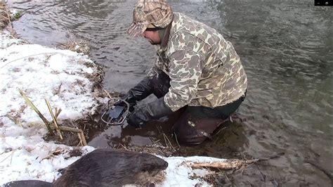 Beaver Trapping Mountains Youtube