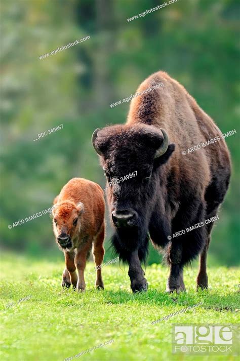 American Bison, cow with calf / Bison bison, Stock Photo, Picture And ...