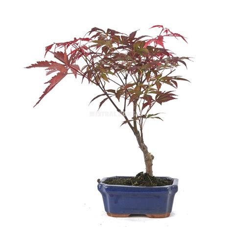 Acer Palmatum Atropurpureum Bonsai 7 Years Maple Mistral Bonsai