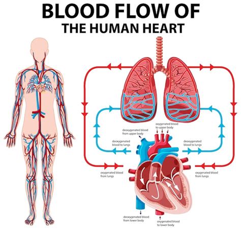 Free Vector | Diagram showing blood flow of human heart