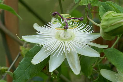 Blaue Passionsblume Passiflora Caerulea Constance Eliott