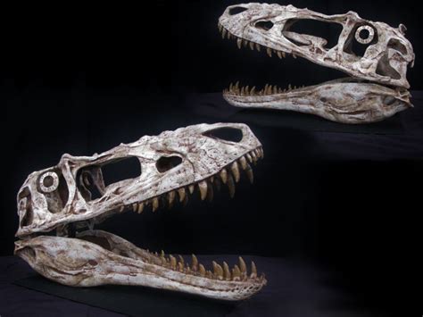 Tyrannosaur Skull Alioramus Replica | DINOSAURS ROCK SUPERSTORE ...