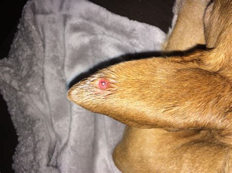 Explaining why a pimple in ear pops with such pressure