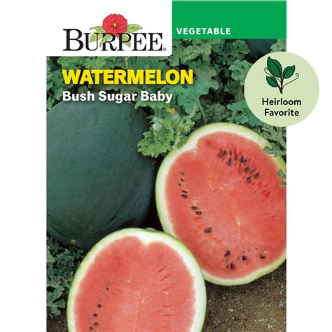 Burpee Bush Sugar Baby Watermelon Vegetable Seed Pack Walmart