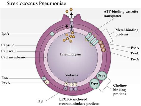 0614 Streptococcus Pneumoniae Medical Images For Powerpoint ...