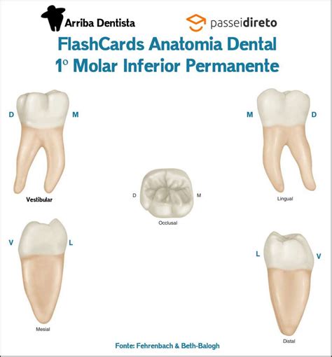 FlashCard Anatomia Do Primeiro Molar Inferior Permanente Anatomia