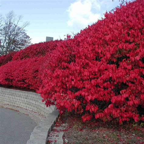 Dwarf Burning Bush Euonymus Alatus Compactus Wilno S Twig Farm