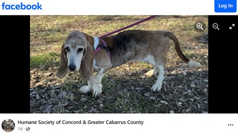 Dog Leads Rescuers To Animals In Need Of Help Nc Shelter Charlotte