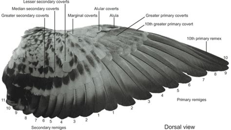 Figure 1 From Anatomical Morphometrical And Biomechanical Studies Of