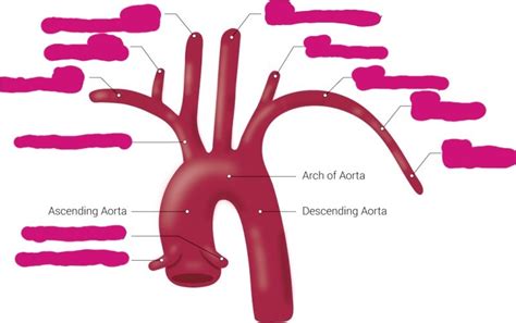 Aortic Arch Diagram | Quizlet