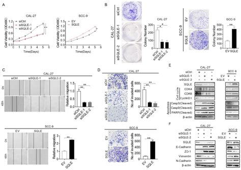 Sqle Upregulation Promoted Hnscc Cells Proliferation And Metastasis In