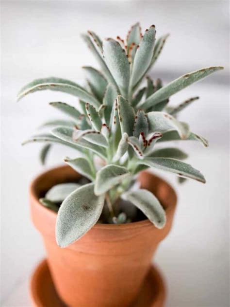 Panda Plant Kalanchoe Tomentosa Care Guide Paisley Plants