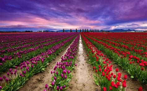 Srinagar Tulip Garden Tour Packages Kashmir Tulip Festival 2023