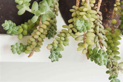 Guide To Growing Donkeys Tail Succulents Sedum Morganianum