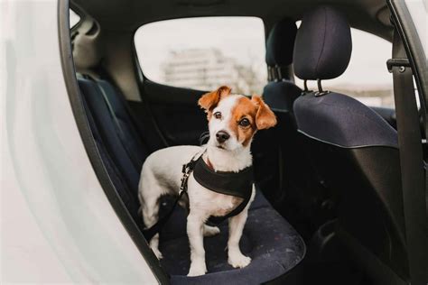 C Mo Llevar El Perro En El Coche Gu A Pr Ctica Para Un Viaje Seguro Y