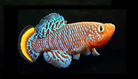 Keeping And Breeding Killifish | BeChewy