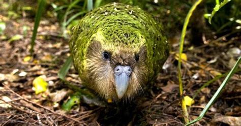 Safari Notes: The Kakapo Parrot: is the World's Most Favorite Species