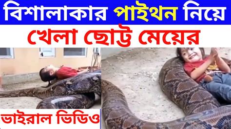 বিশালাকার পাইথন নিয়ে খেলা ছোট্ট মেয়ের ভাইরাল সেই ভিডিও। ভাইরাল