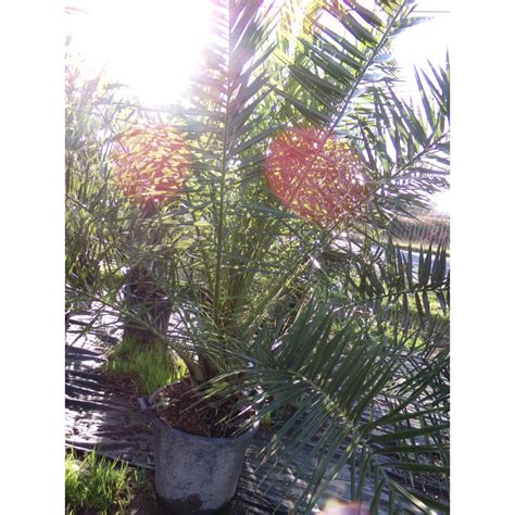 Phoenix Canariensis Palmier Des Canaries