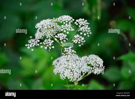 The Ground Elder Aegopodium Podagraria Grows In A Forest Stock Photo