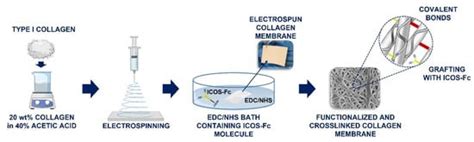 Polymers Free Full Text Electrospun Collagen Scaffold Bio