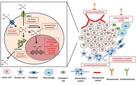 IJMS Free Full Text New Insights Into Mechanisms Of Cisplatin