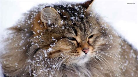 Siberian Sibirya Kedi Irkı Özellikleri Ve Bakımı Zoo Blog