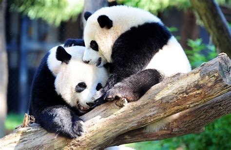 National Zoo Spends $1.7M on Panda DC Home After Returning Them to ...