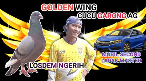 Losdem Golden Wing Merpati Kolong Bebas Lapak Master Merpati Lovers