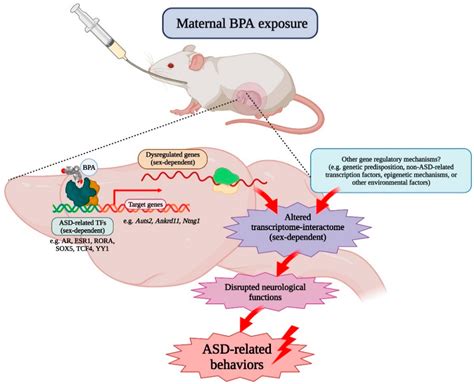 Ijms Free Full Text Autism Related Transcription Factors Underlying