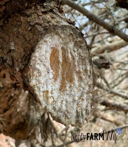 How To Make Pine Resin Soap 2 Recipes