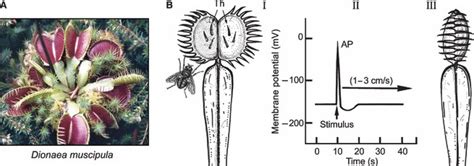 Biomimicry Venus Flytrap Diagrms Hot Sex Picture