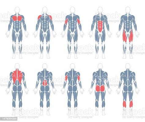 근육계 인체 남성 해부학 Athletyc 피트니스 Trainig 체육관 운동 벡터 일러스트 레이 션 전면 및 후면보기 근육에